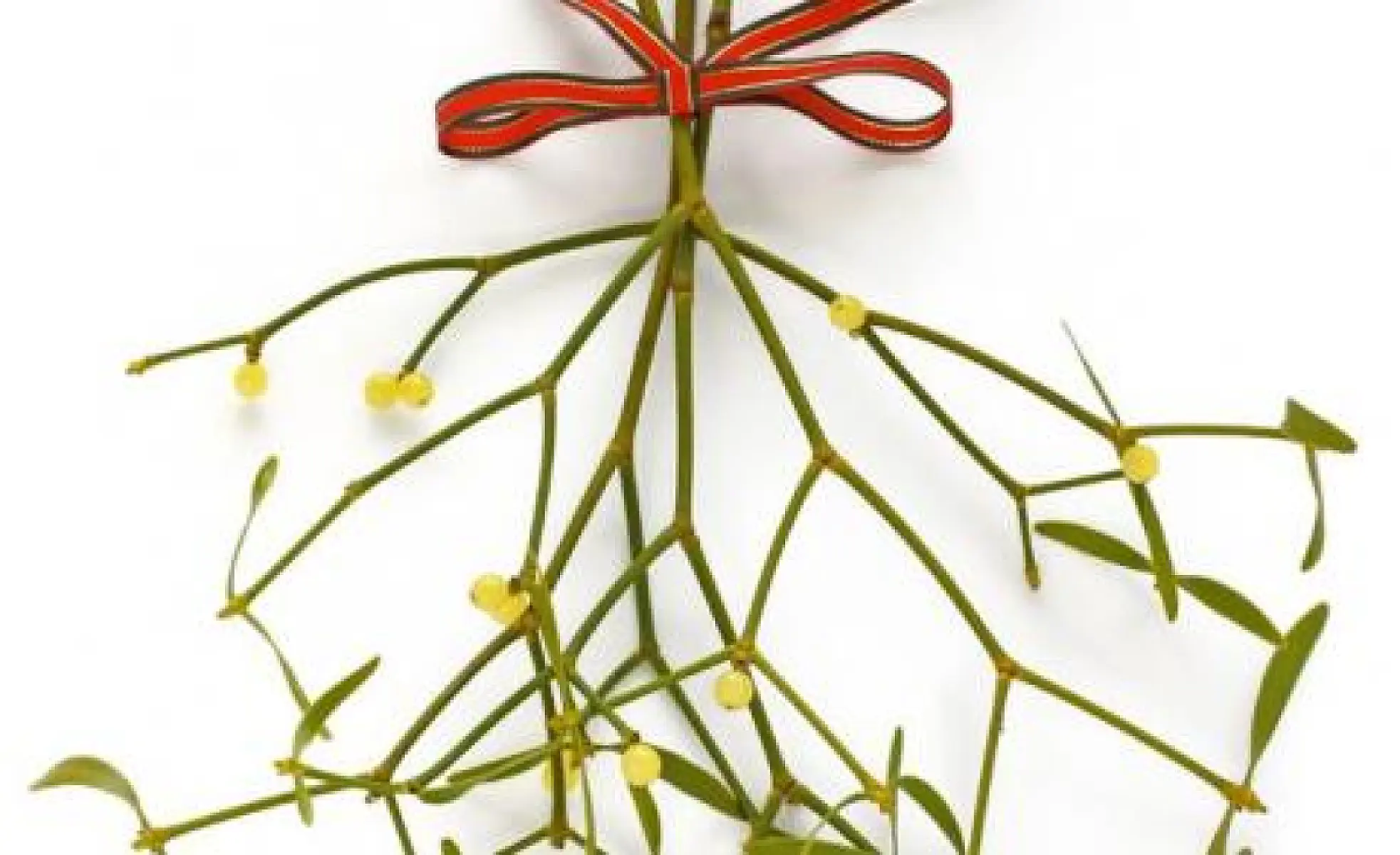 Mistletoe Extract Beats Chemotherapy Against Colon Cancer Cells