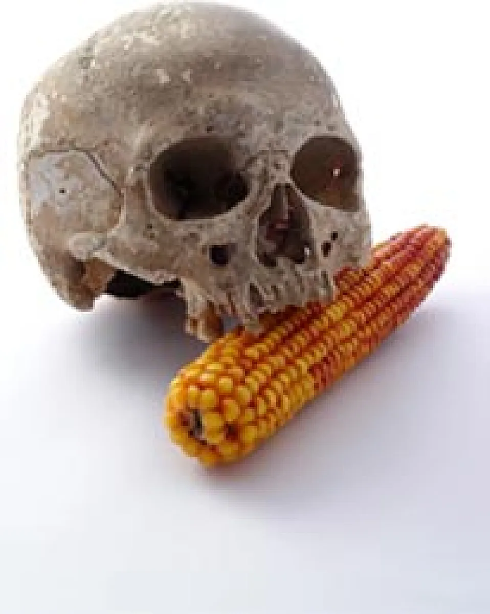 BREAKING NEWS: GMO 'Suicide Seeds' On Edge of Approval in Brazil