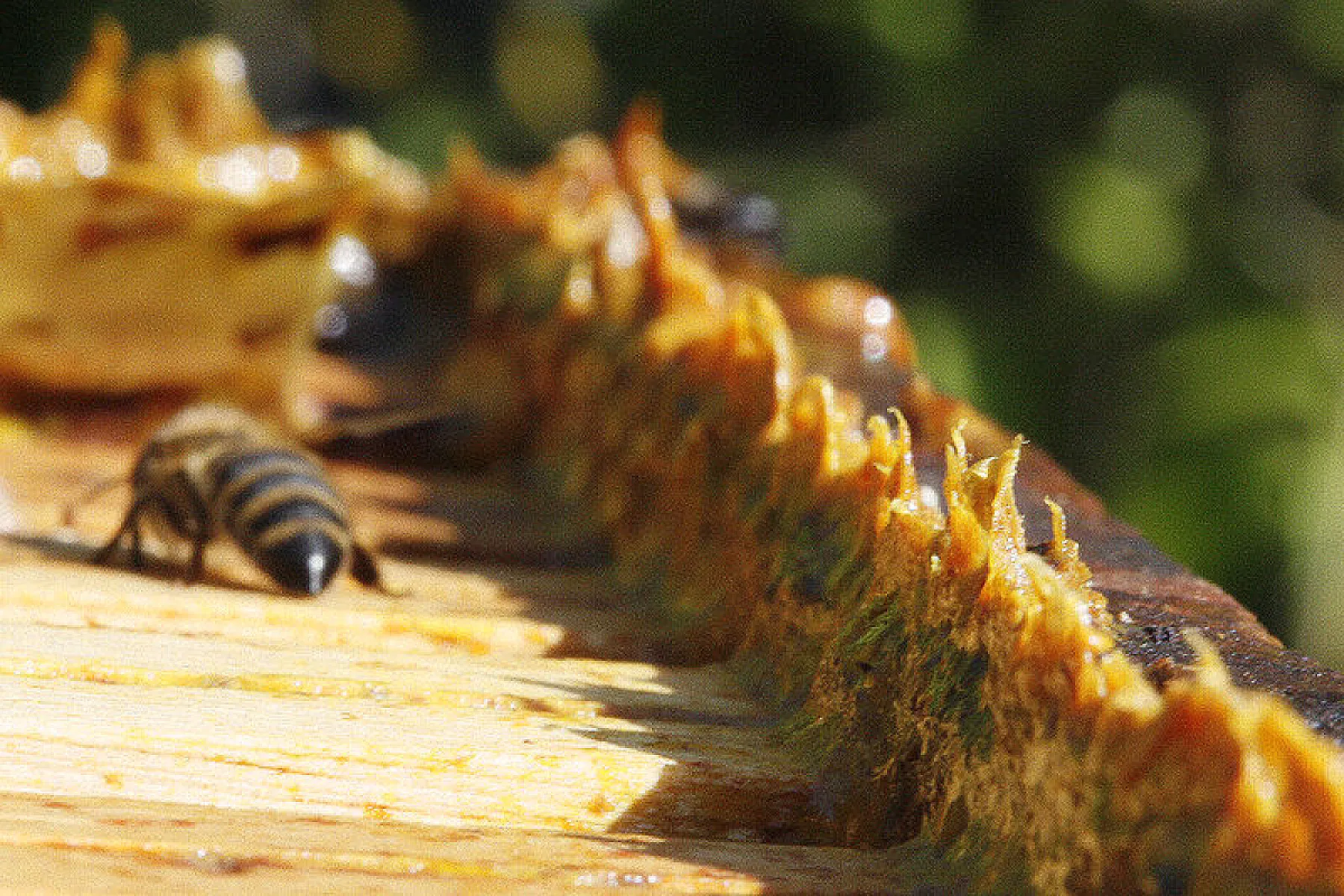 Extreme Anticancer Potential of Propolis
