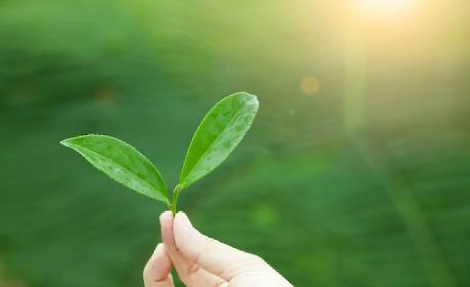 Green Tea May Have Brain Healing Properties