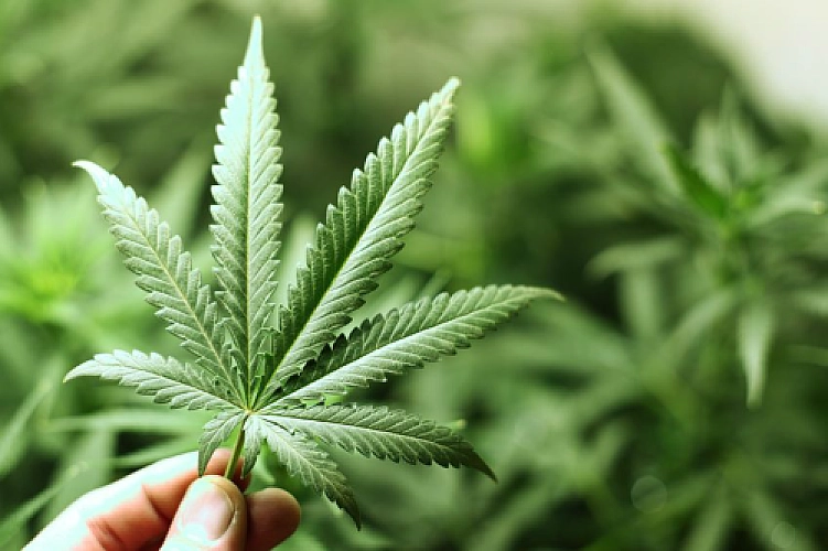 Research Finds 'Weed' May Block The Spread of HIV