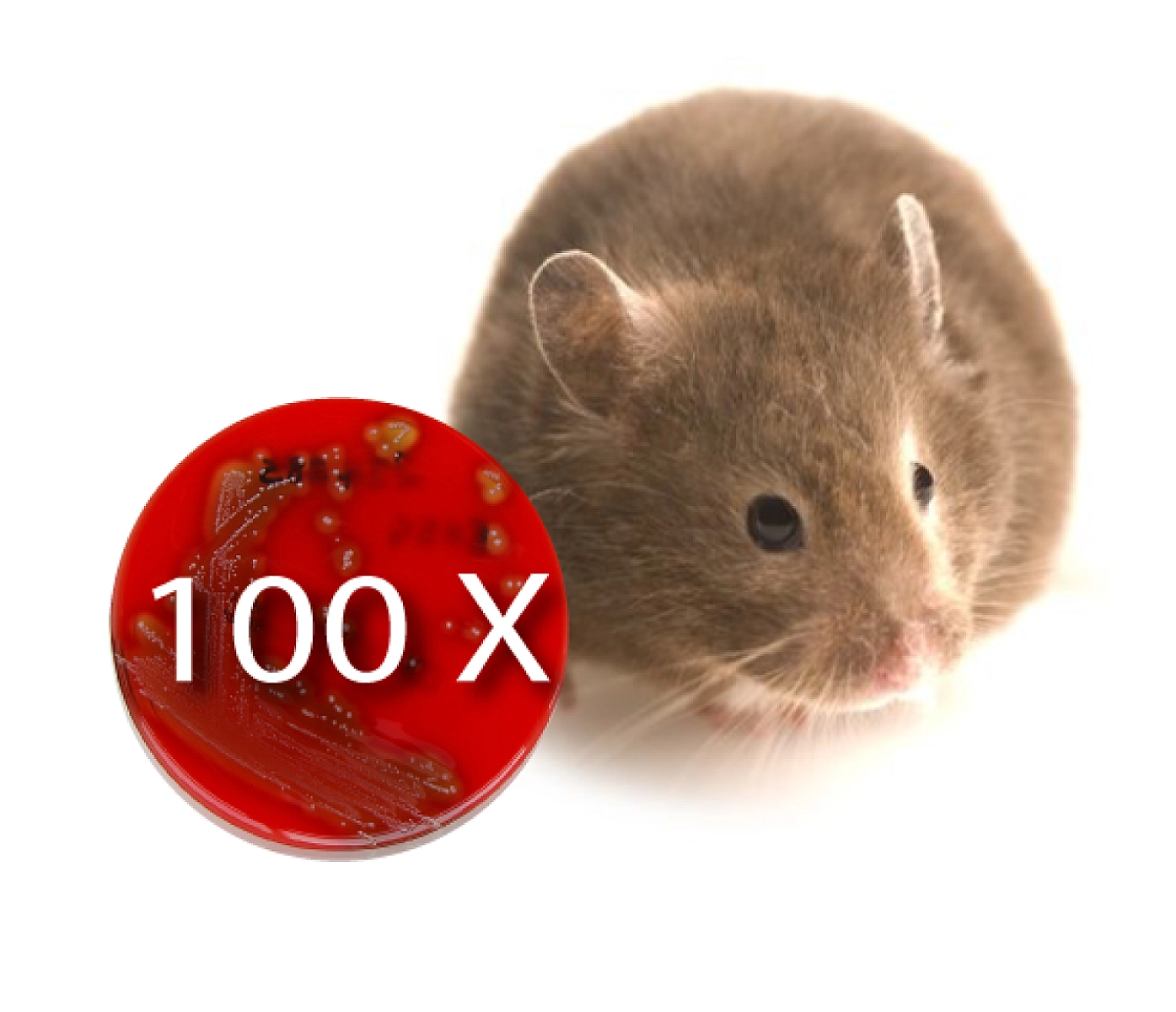 Live Flu Vaccines Increase Infectious Bacteria Counts 100-Fold in Mice