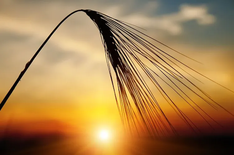 Wheat As An Endocrine Disruptor: Elevated Prolactin In Celiac Disease