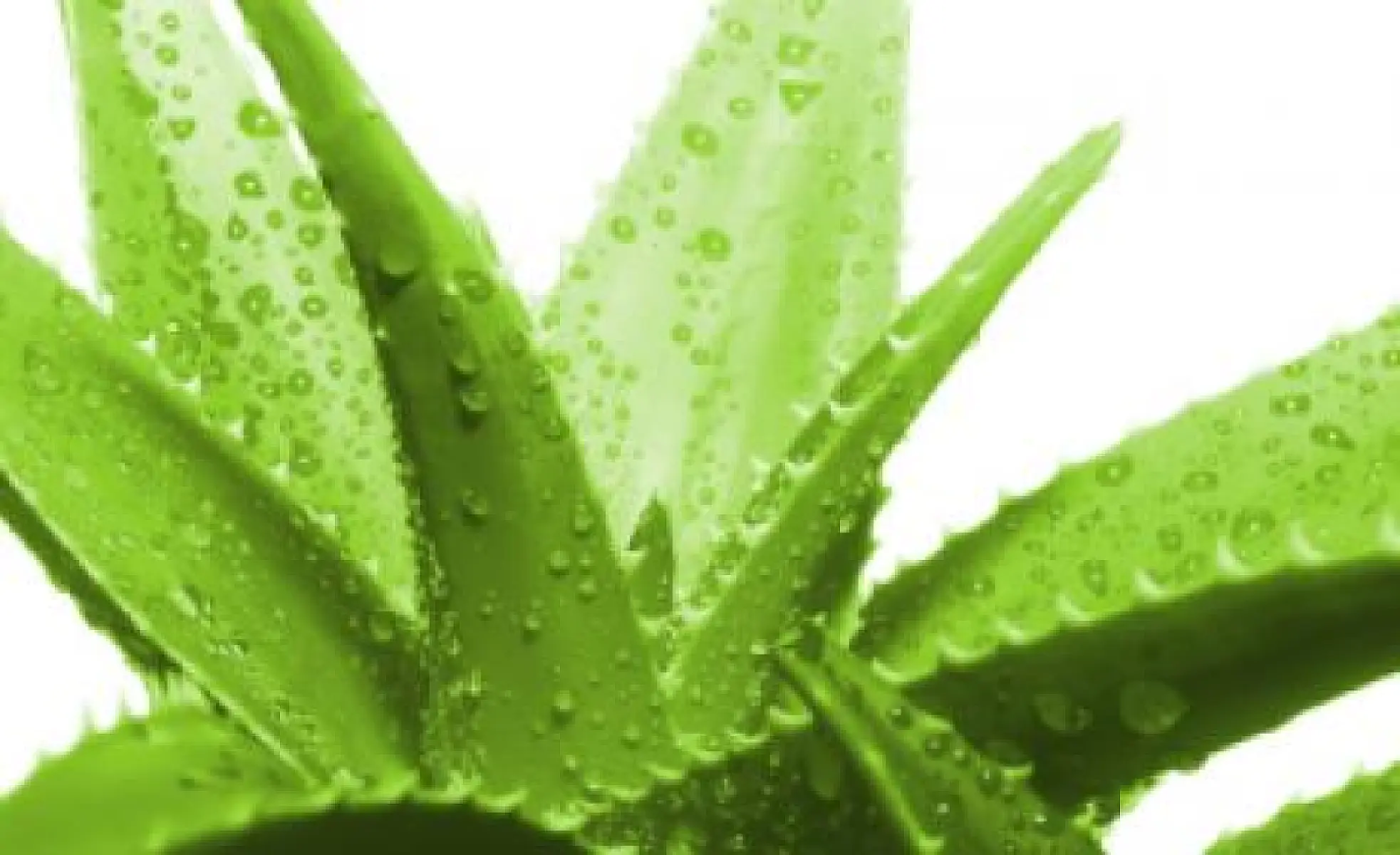 Research: A Tsp. of Aloe Daily Reverses Signs of Skin Aging