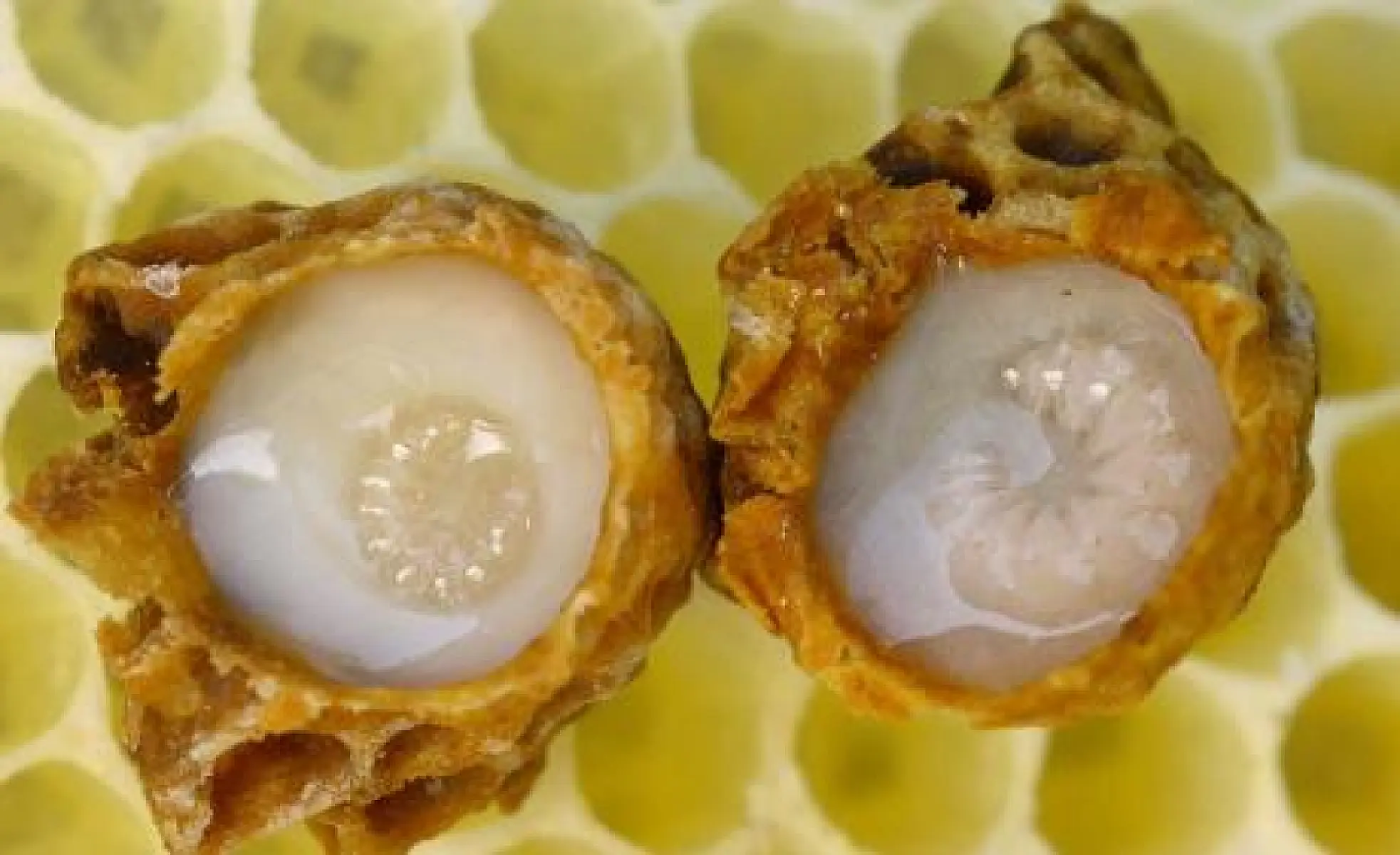 Royal Jelly: Anti-Diabetic Healing Gift from the Bee Hive