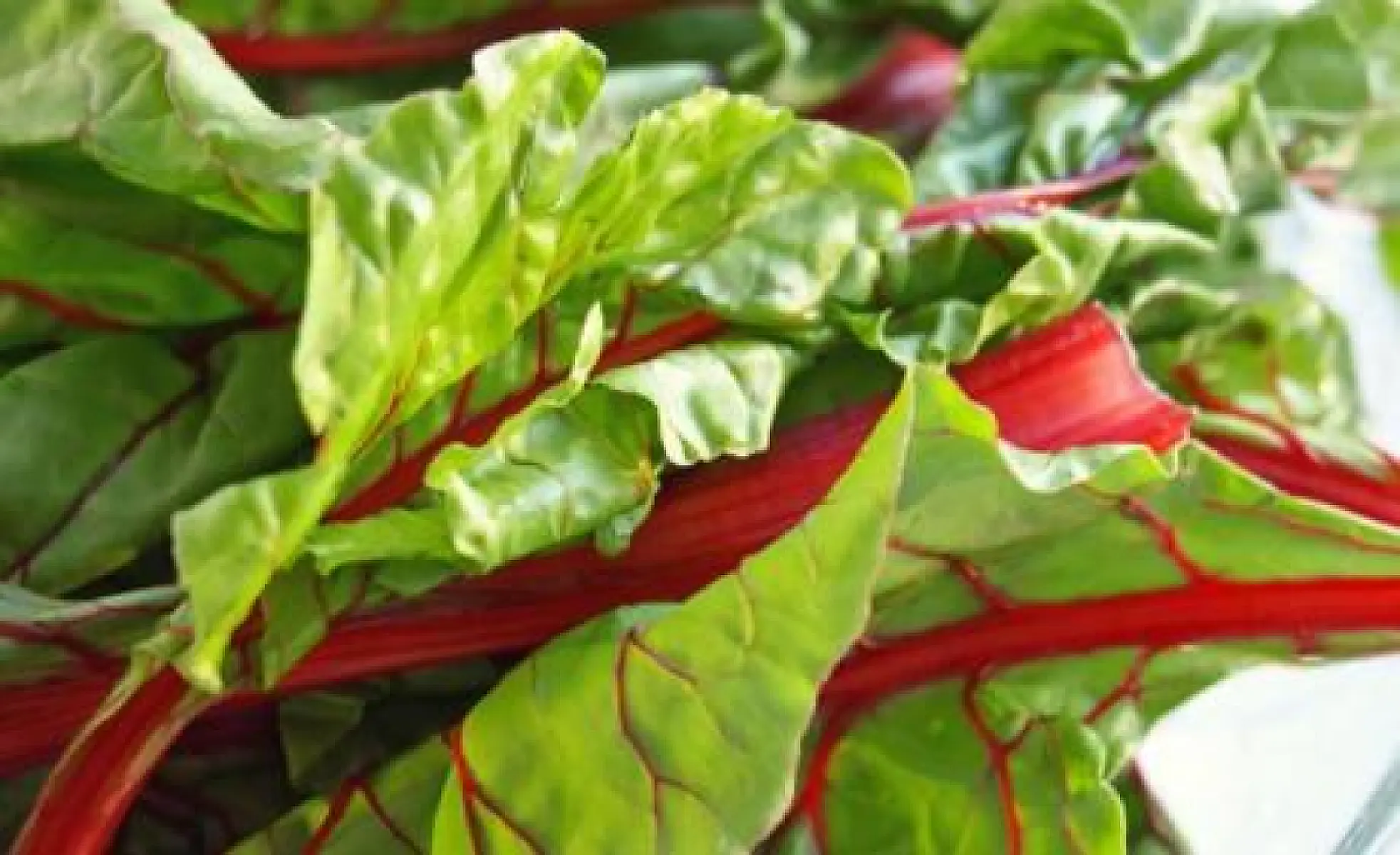 Magnesium Lowers Colorectal Cancer Risk
