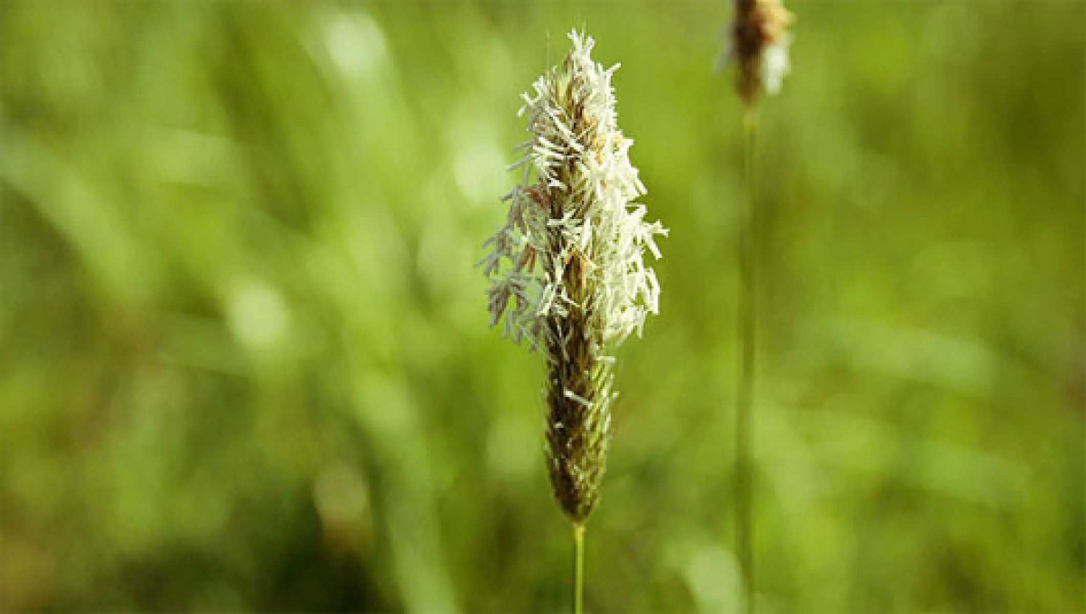 Why Are We So Allergic Now? (And What To Do About It)