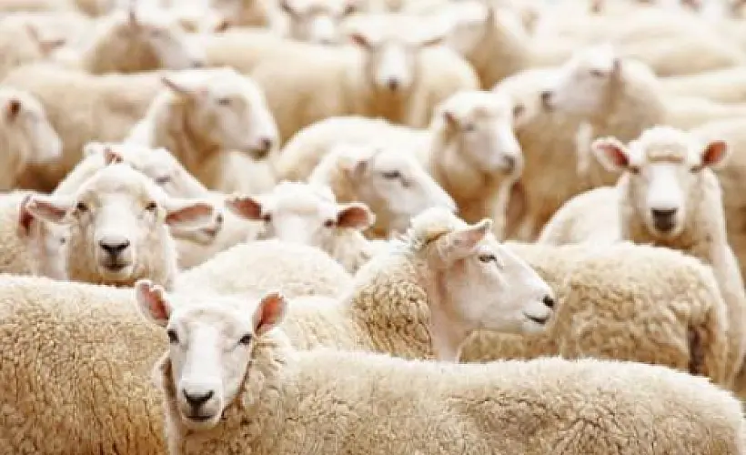 Herd Immunity: Myth or Reality?
