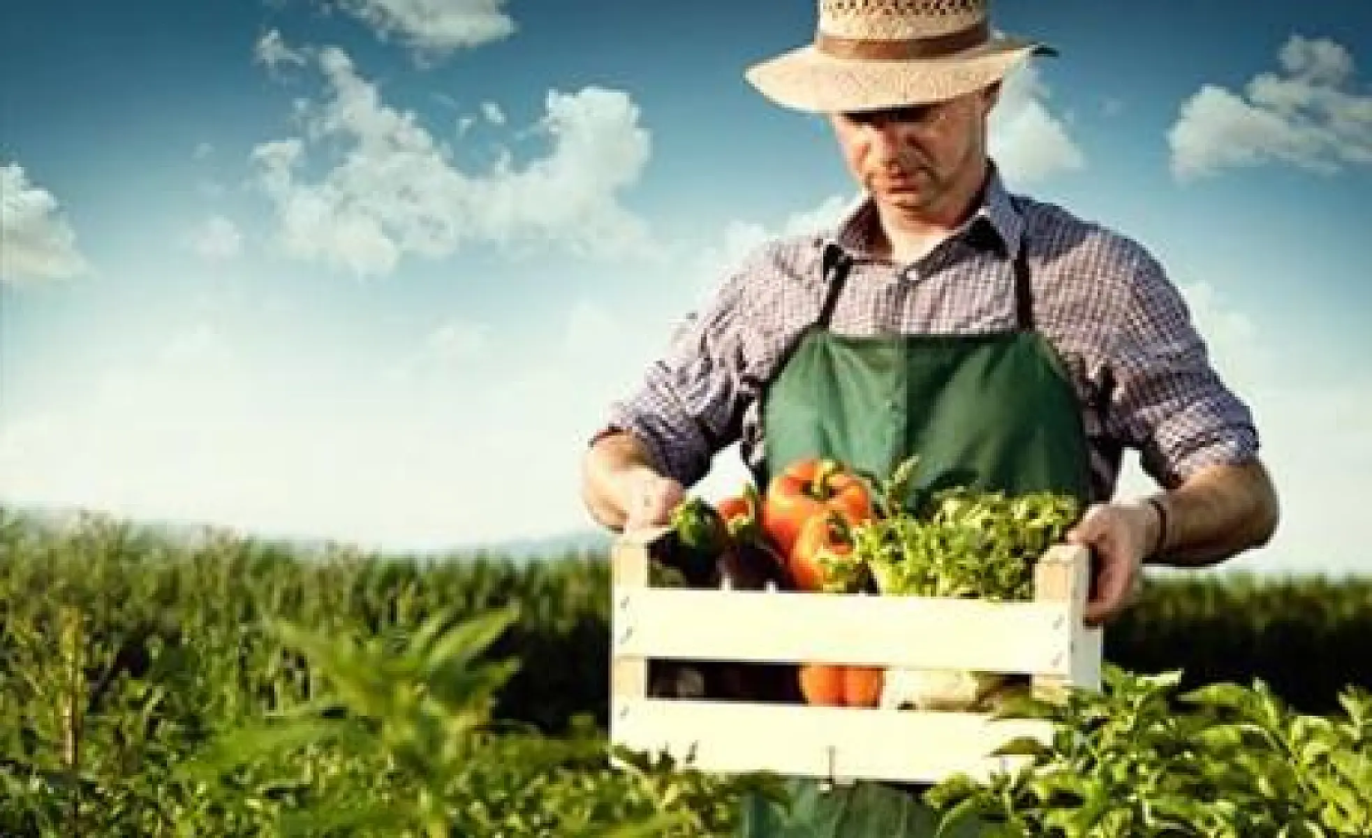 Are Organics Really Better?