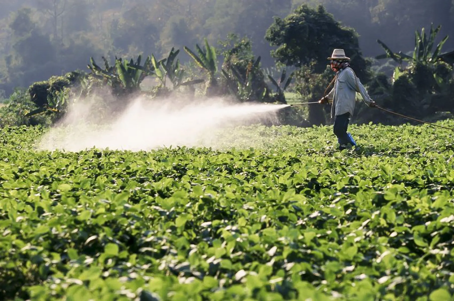 Glyphosate (Roundup) Linked To Cancer of the Lymph Tissue In New Study