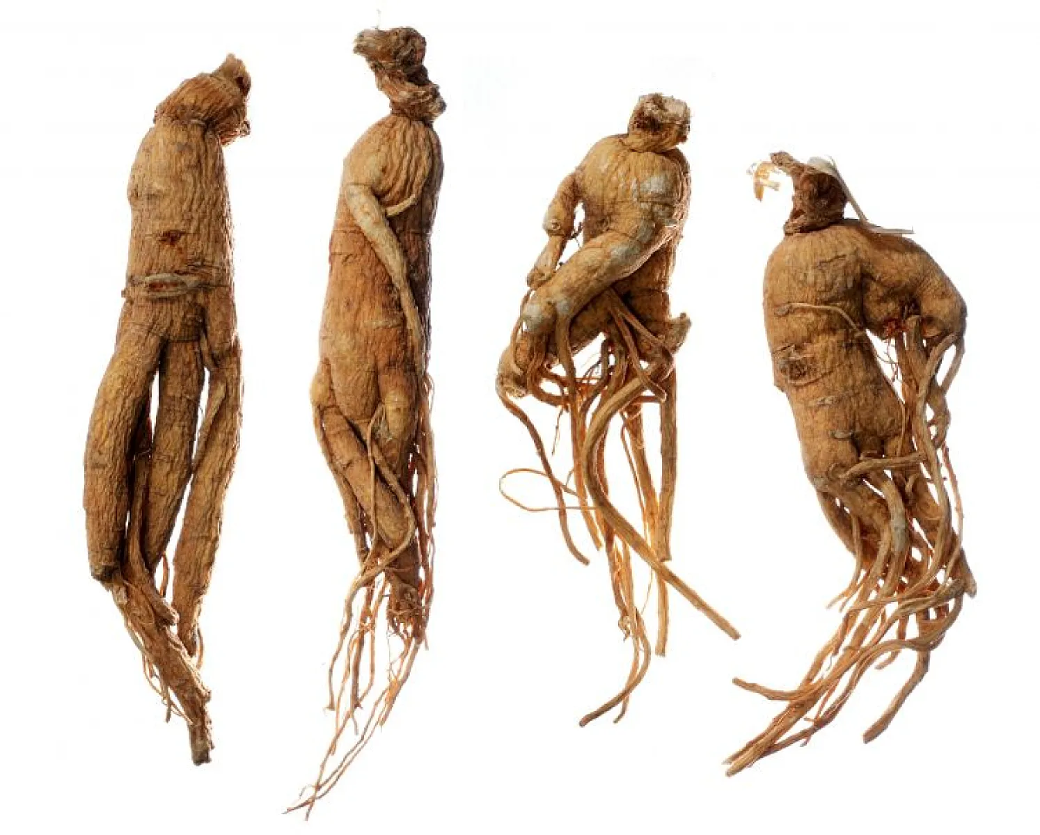 Ginseng Can Help Treat and Prevent Influenza