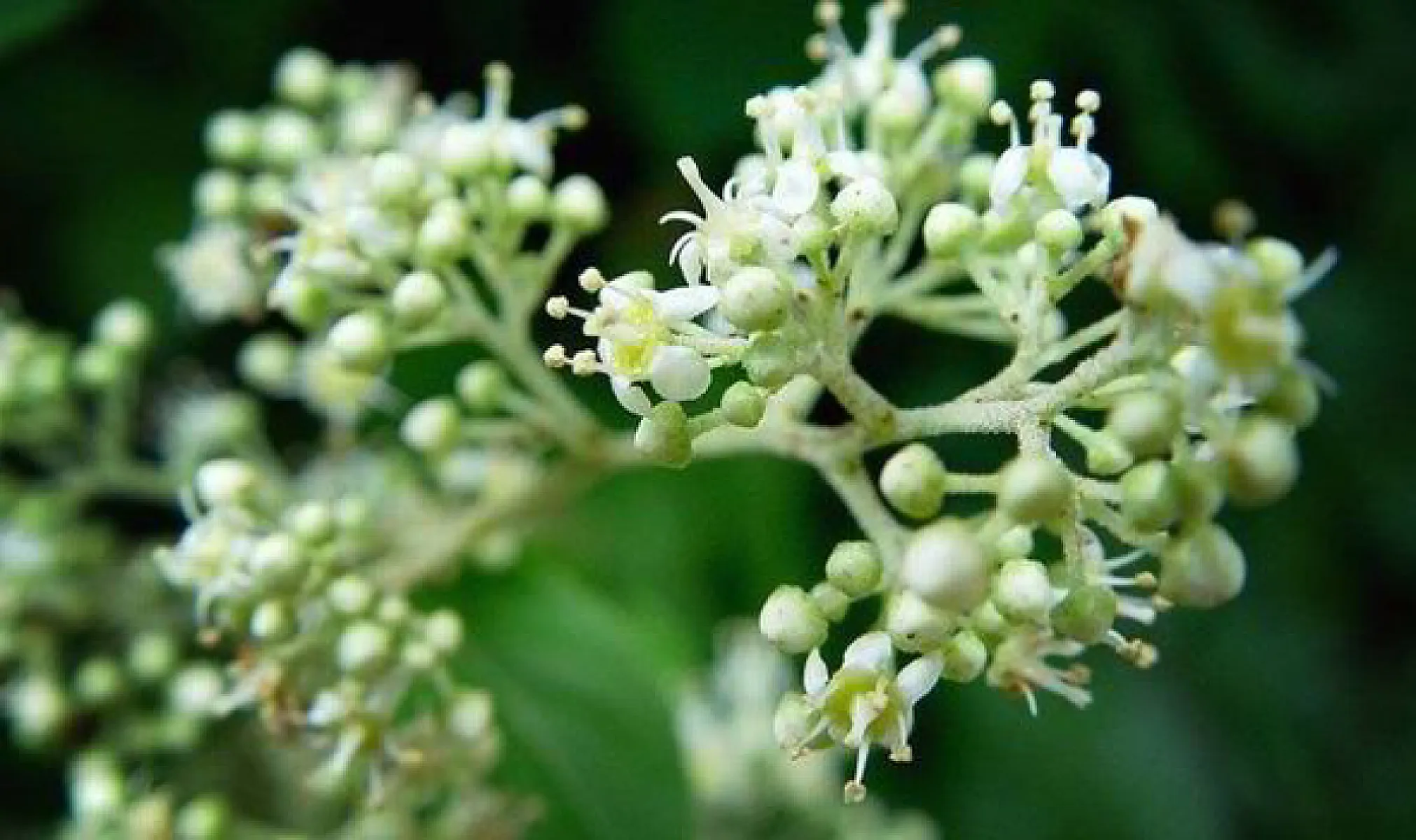 Chinese Root Beats Methotrexate For Rheumatoid Arthritis Relief