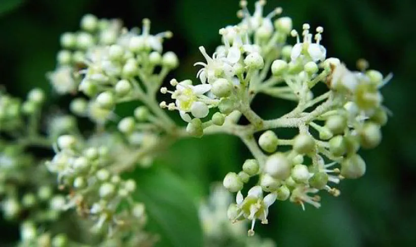 Chinese Root Beats Methotrexate For Rheumatoid Arthritis Relief