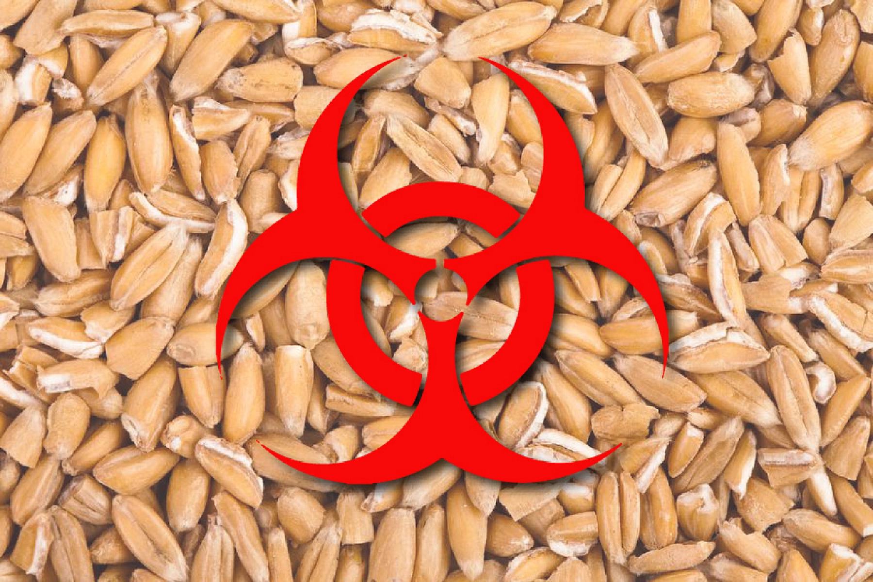 Should Wheat Be Reclassified as a PATHOGEN?