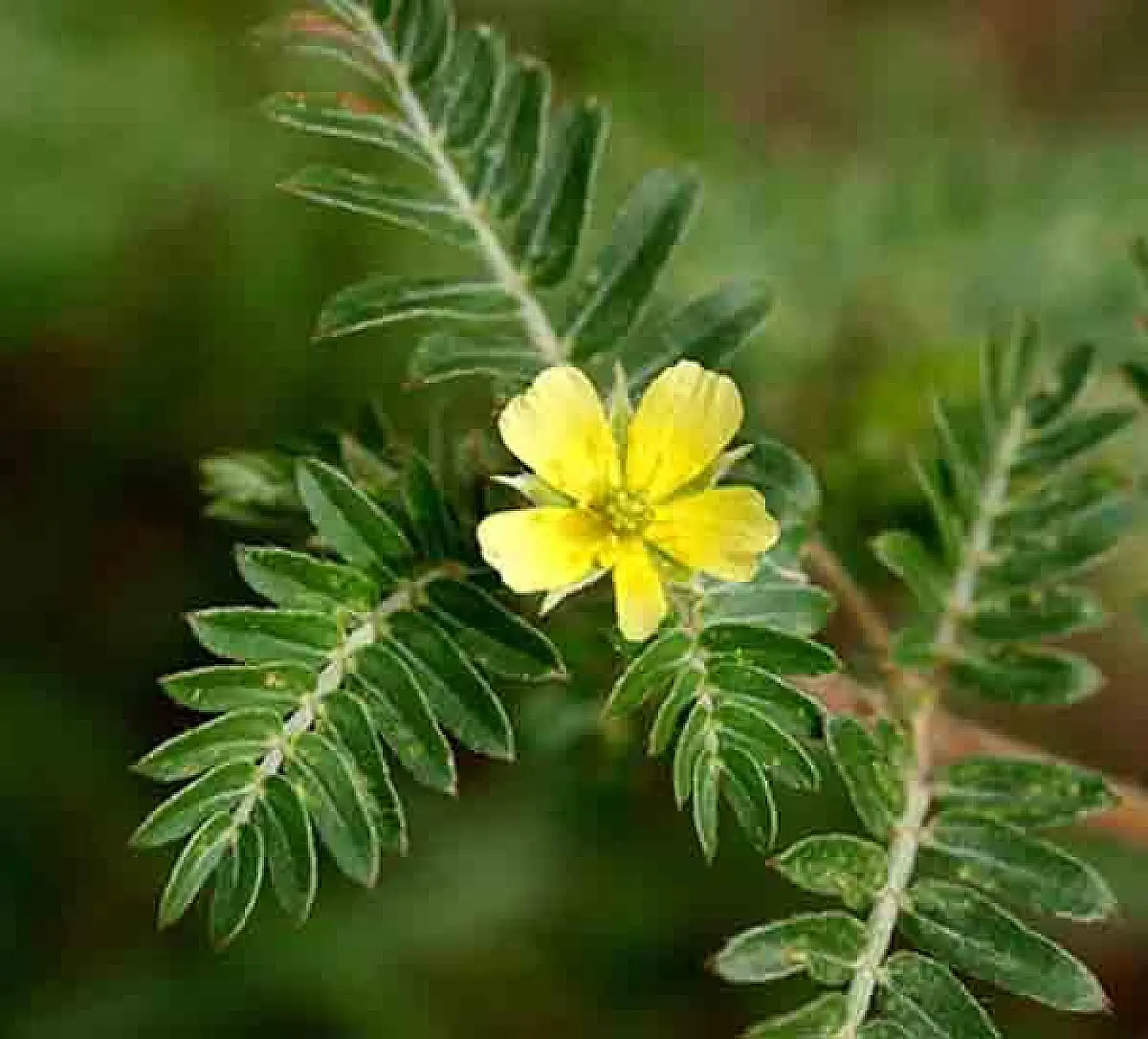 Tribulus Terrestris Improves Libido In Women