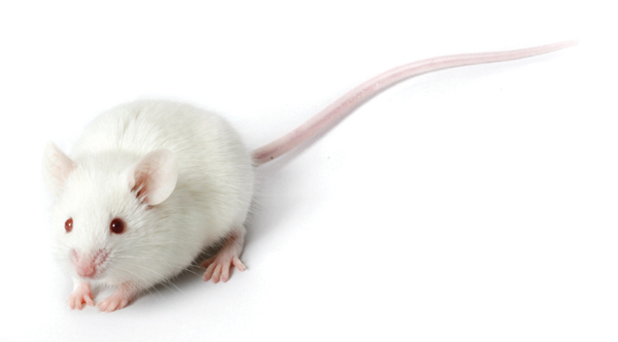 The Failing Animal Research Paradigm for Human Disease
