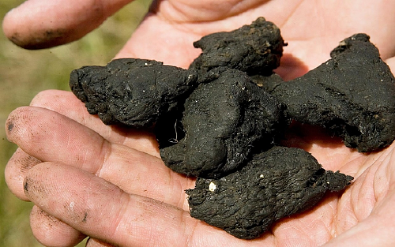 How EPA Faked the Entire Science of Sewage Sludge Safety: A Whistleblower’s Story