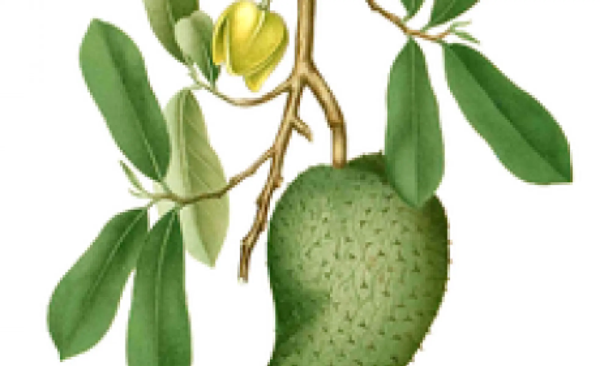 Is This Fruit Extract 10,000 Times Better Than Chemo?