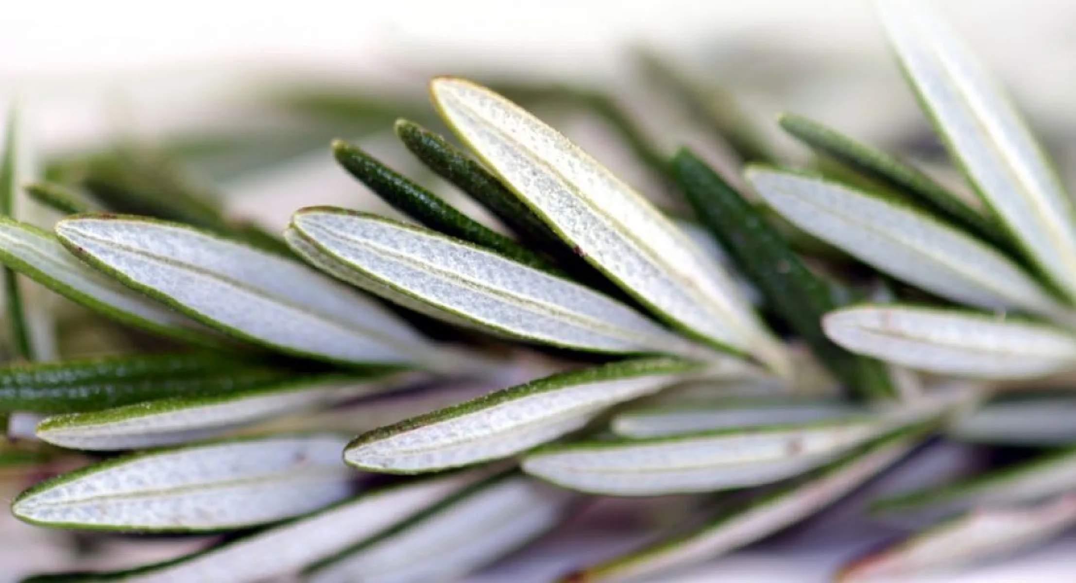 'Rosemary Is For Remembrance' ~ Science Confirms Wisdom of the Ancients