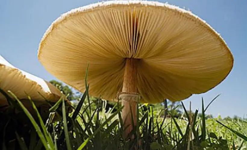 Place Mushrooms in Sunlight to Get Your Vitamin D