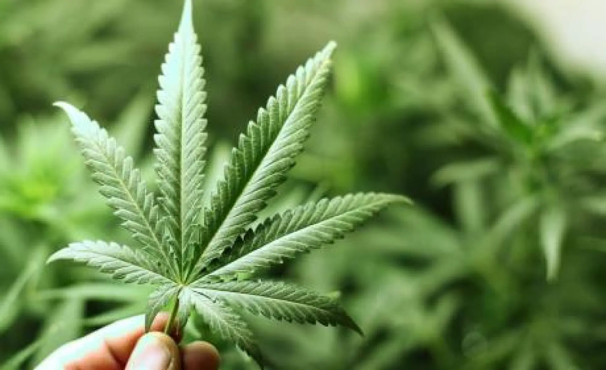 Why Cannabis is the Future of Medicine