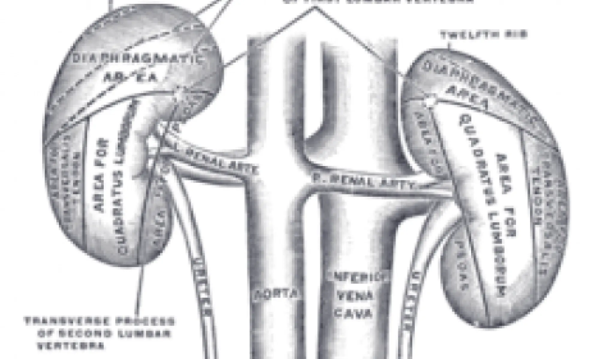 Common Vaccine Ingredient Linked to Kidney Injury
