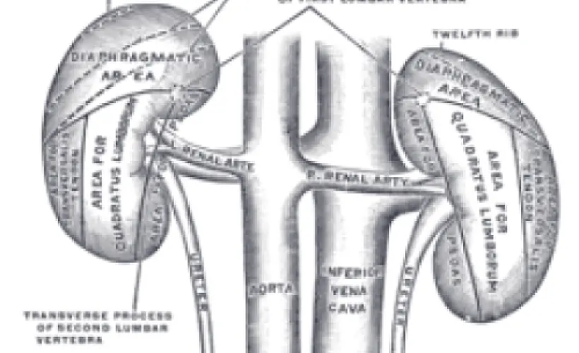 Common Vaccine Ingredient Linked to Kidney Injury