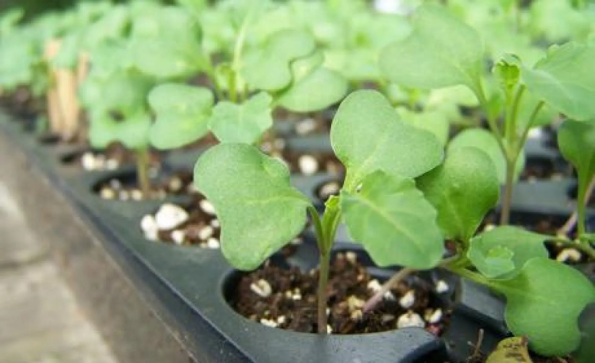 Mighty Broccoli Sprouts Rapidly Detox Pollutants