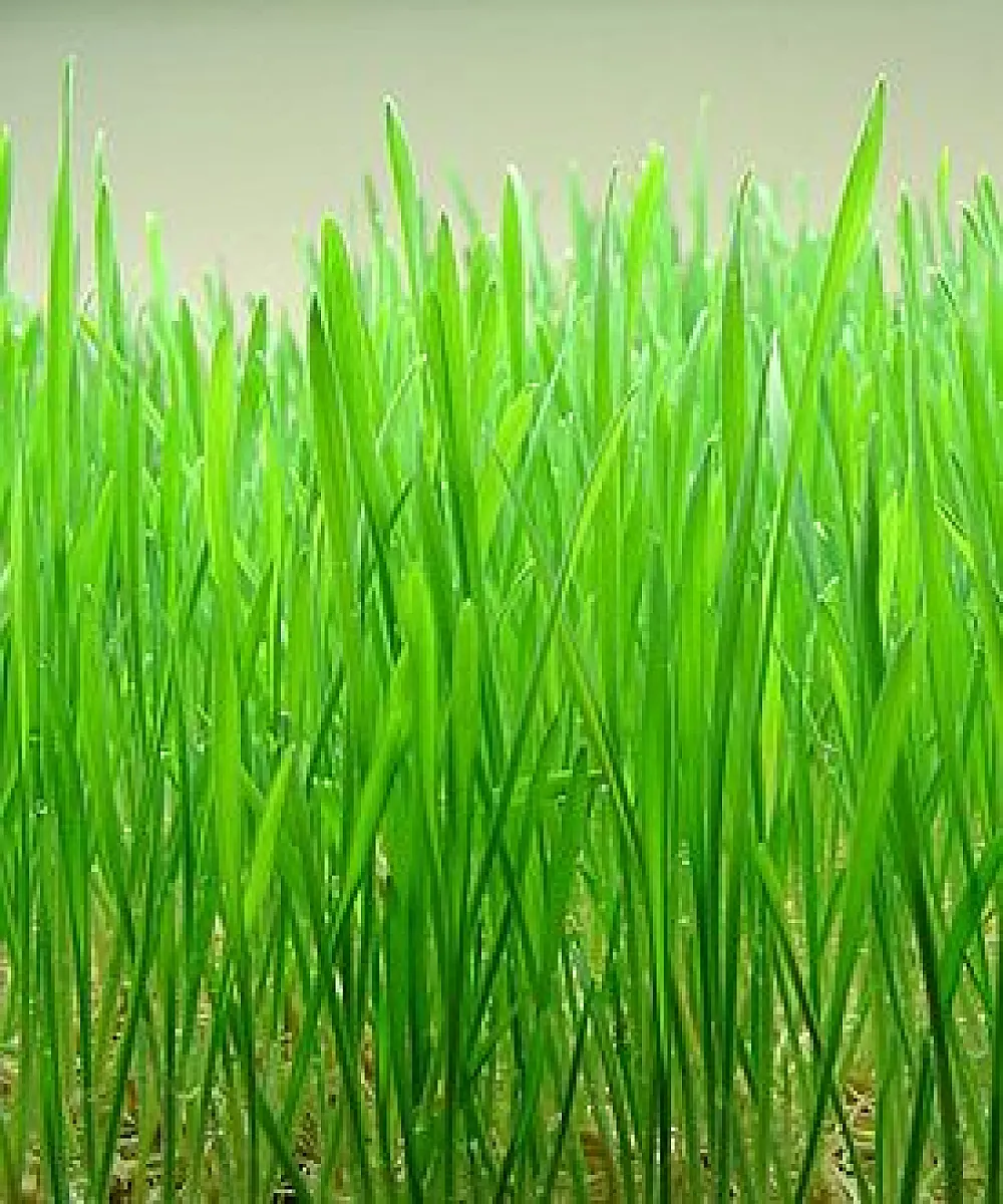 Wheat Grass Reverses Cataract-Associated Cloudy Lenses