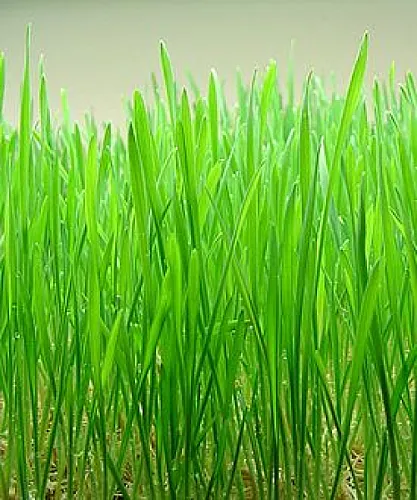 Wheat Grass Reverses Cataract-Associated Cloudy Lenses