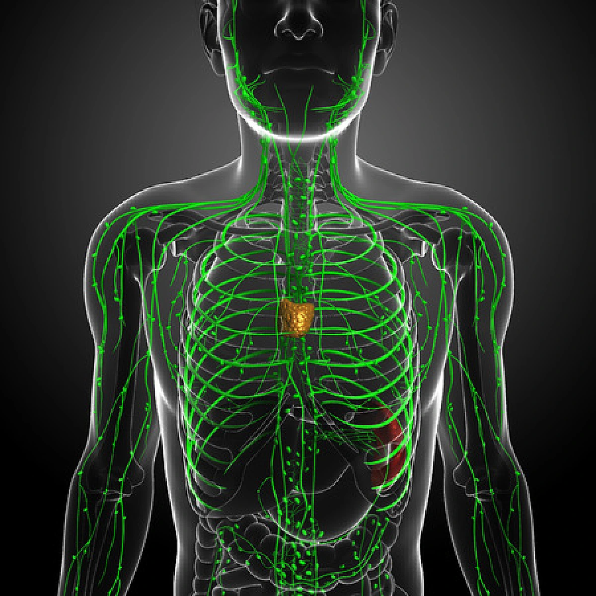 Cholesterol: LDL/HDL ratio