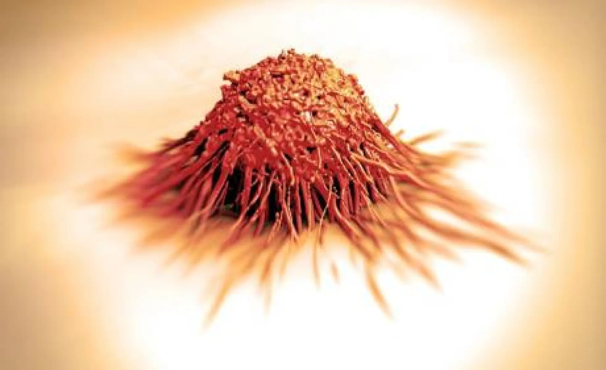 Research: Plant-Derived Compounds Fight Cancer