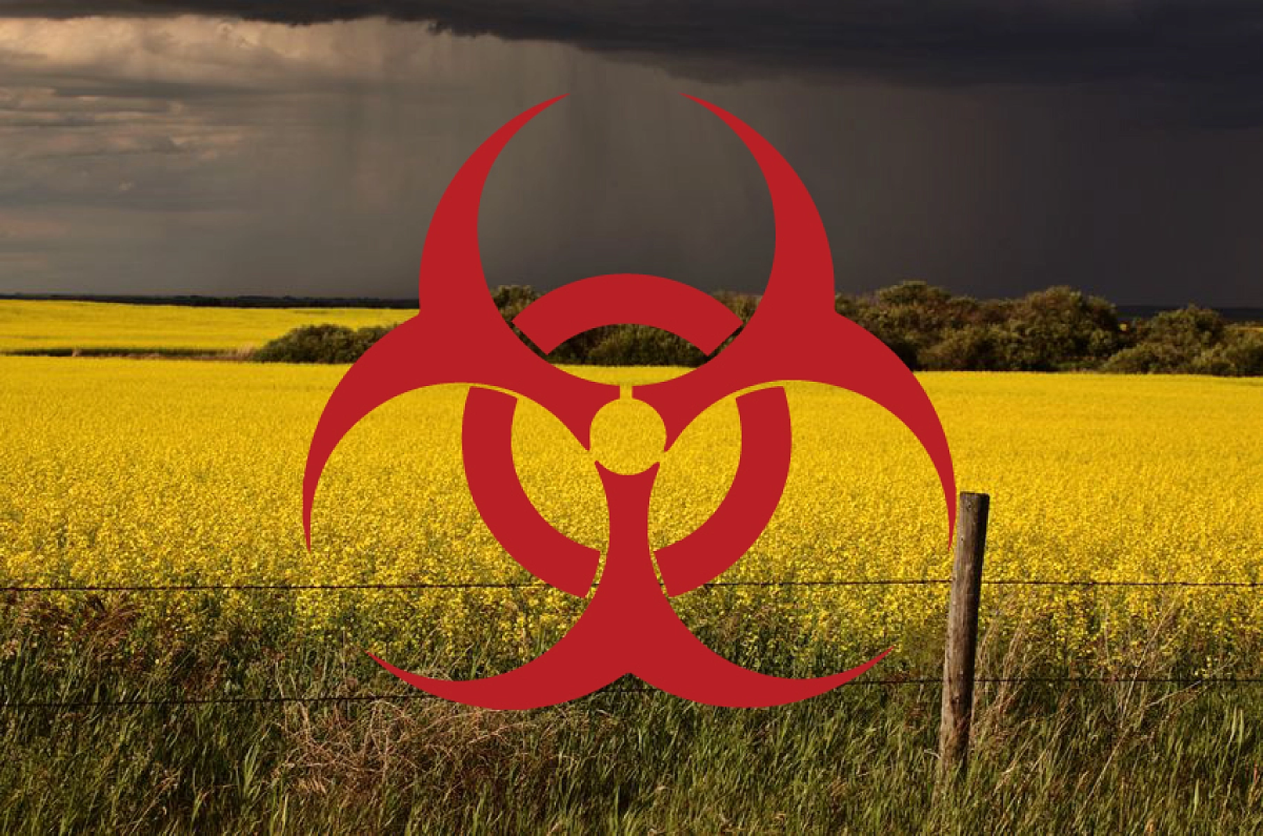 BREAKING: Monsanto/Bayer's GM Plants Contaminate Europe Despite Ban