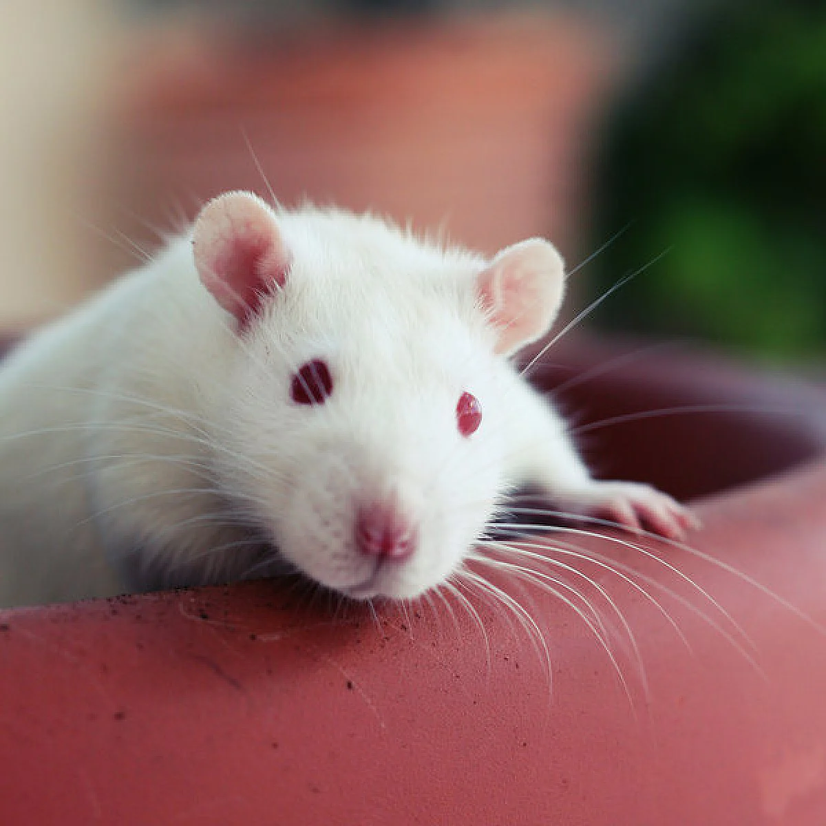 The Disney Measles Outbreak: A Mousetrap of Ignorance