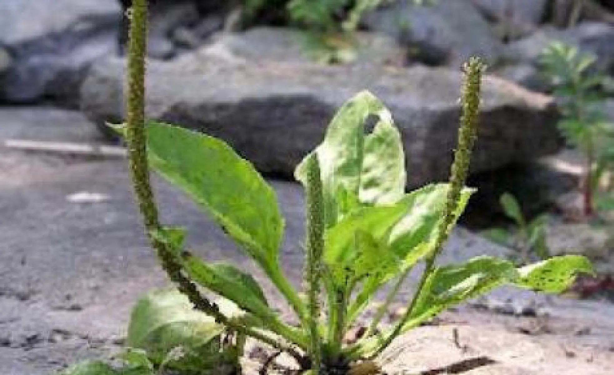 The Medicinal Properties of Plantain