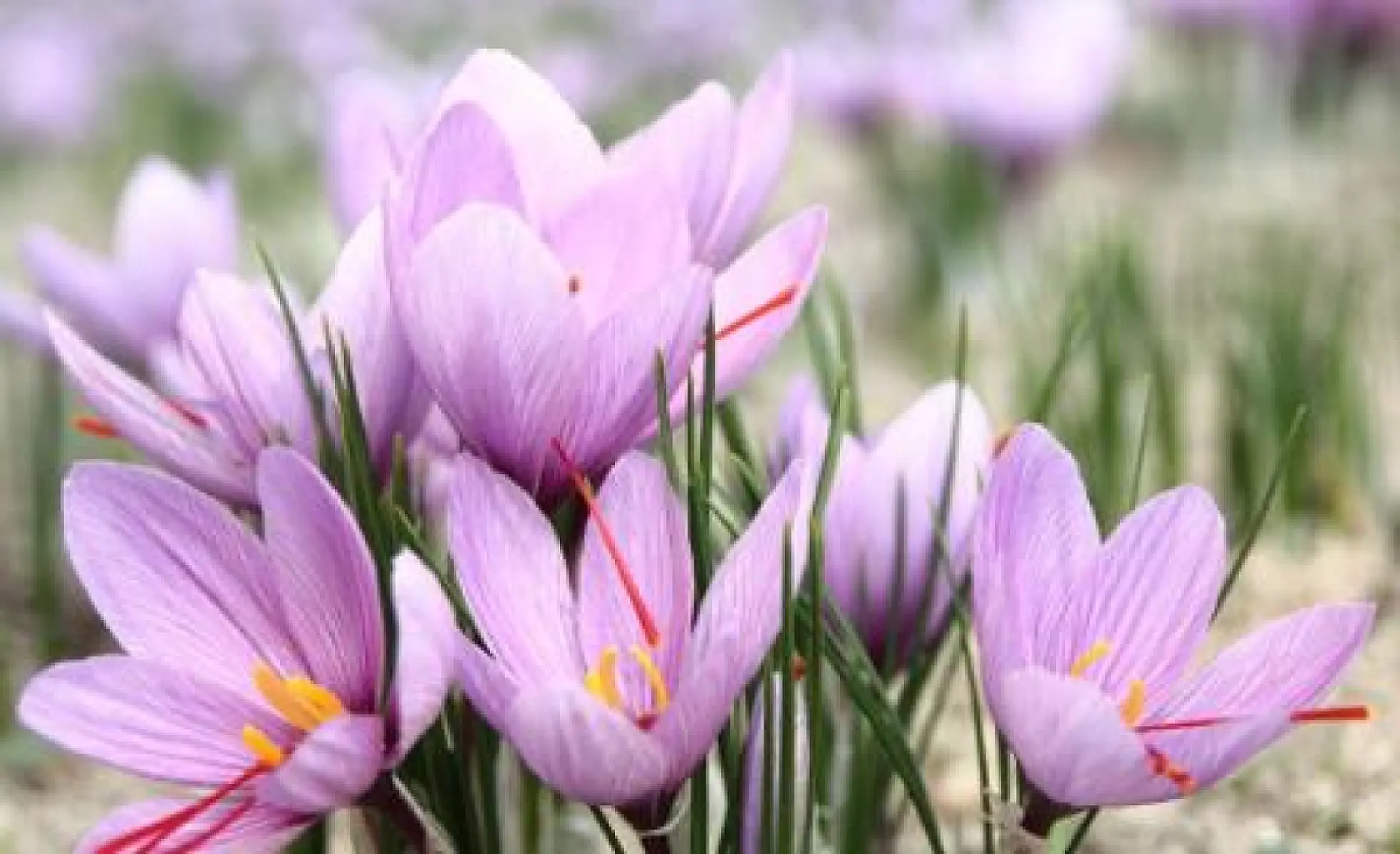 The Love Affair Between Saffron and Humanity: As Ancient as Time Itself