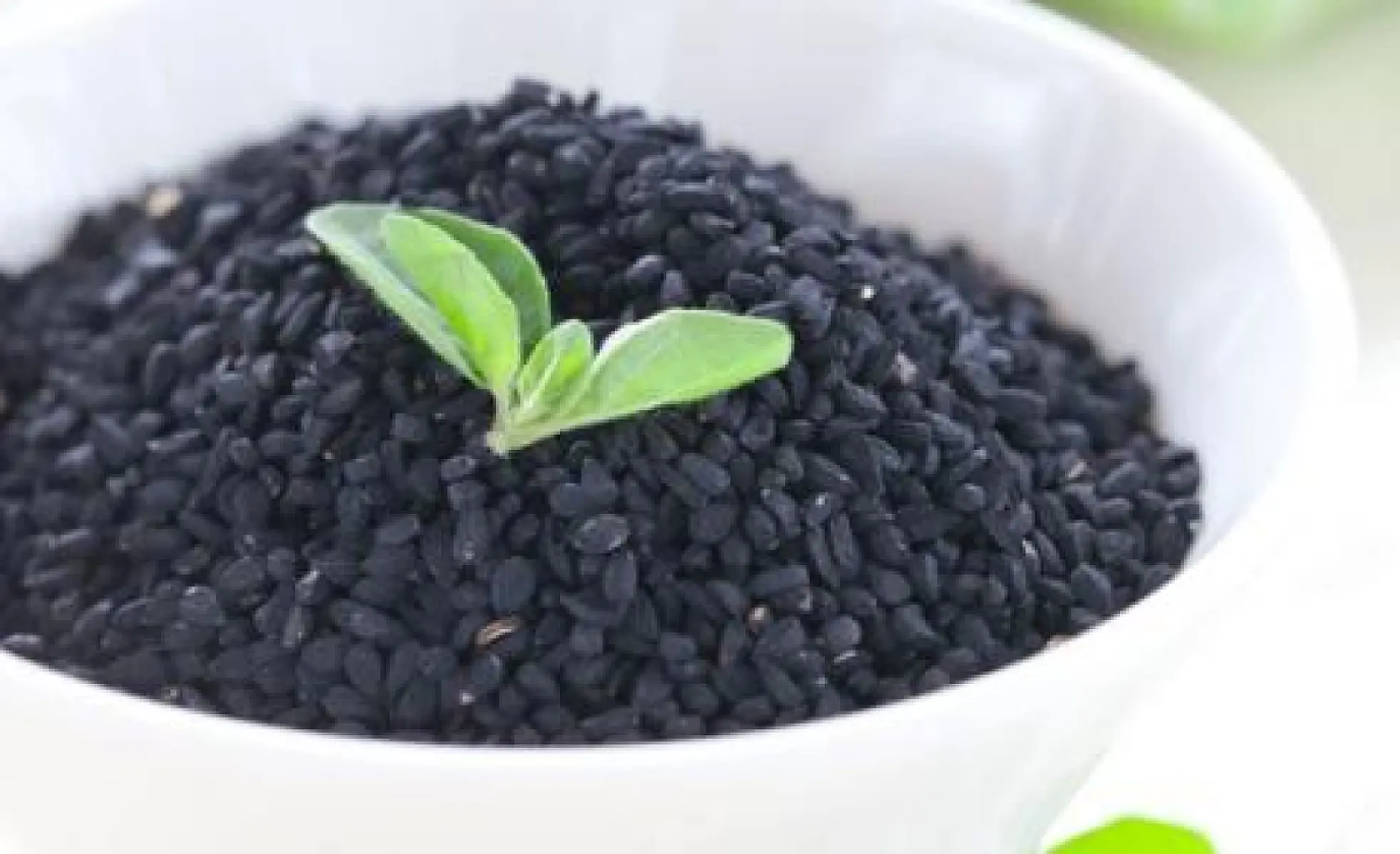 Black Seed Oil: Protection In A Toxic World?