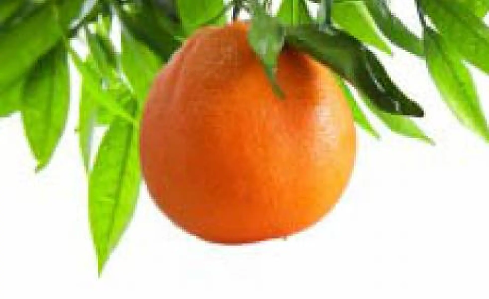 Already Like Us? Then Become a GreenMedInfo.com Affiliate