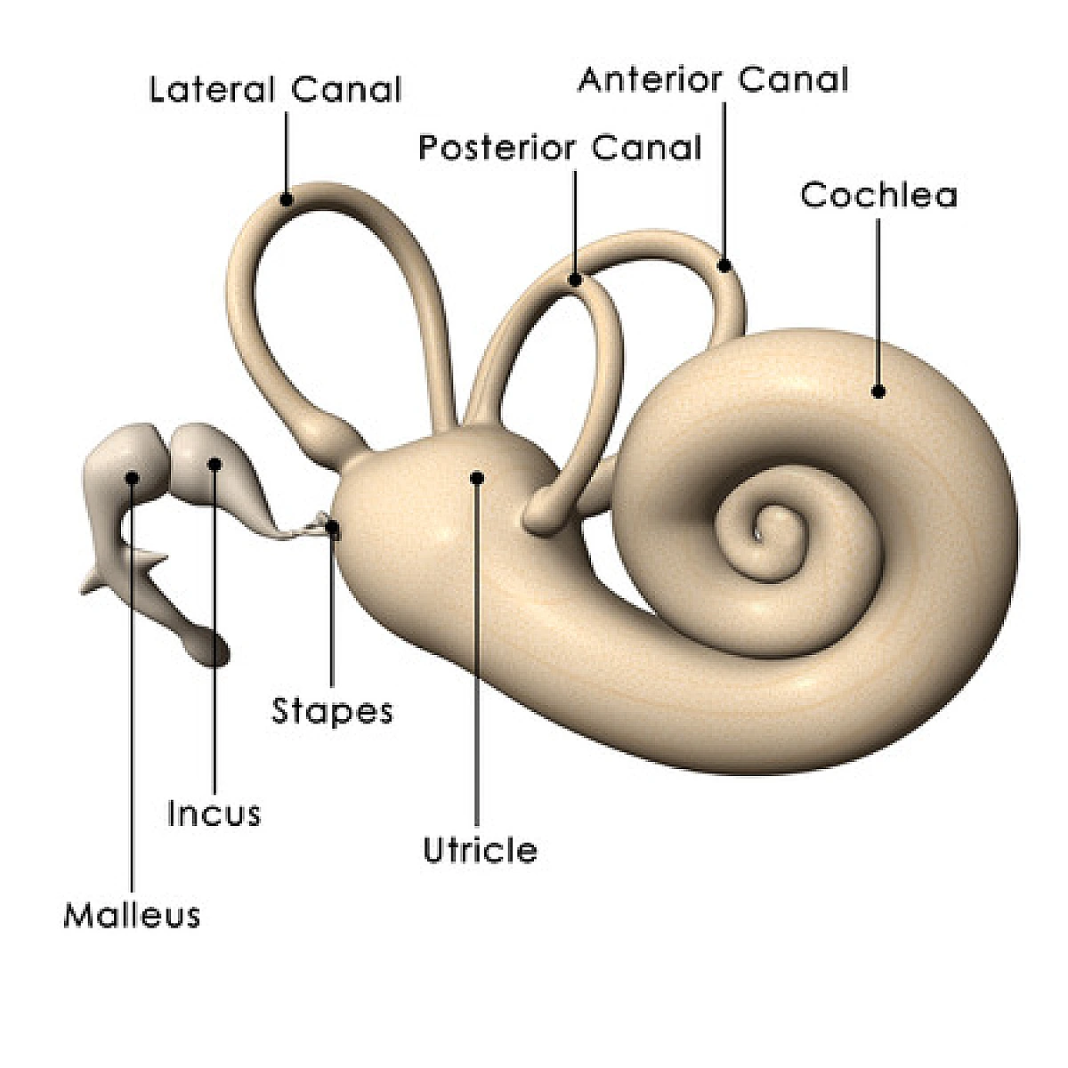 Enteropathy