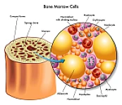 Vaccenic acid