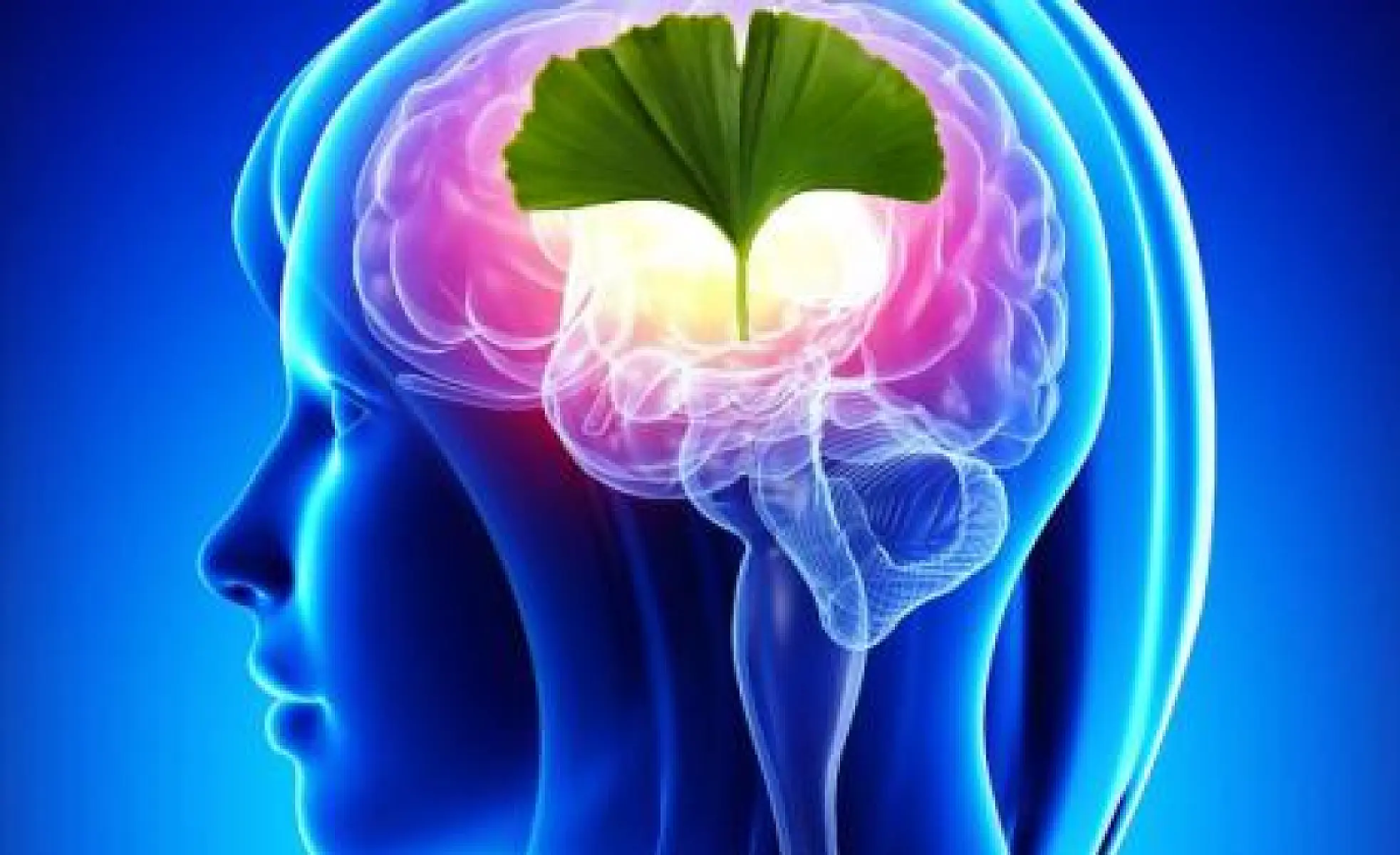 Boost Memory, Regenerate Neurons with This Ancient Plant