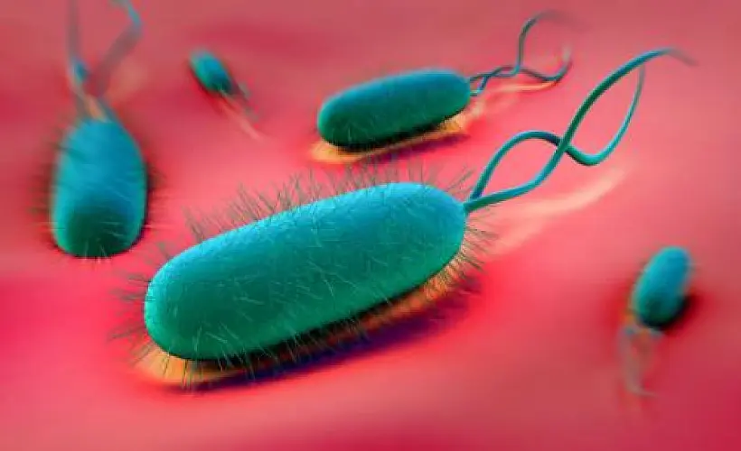 H. Pylori: 3 Natural, Clinically Proven Options