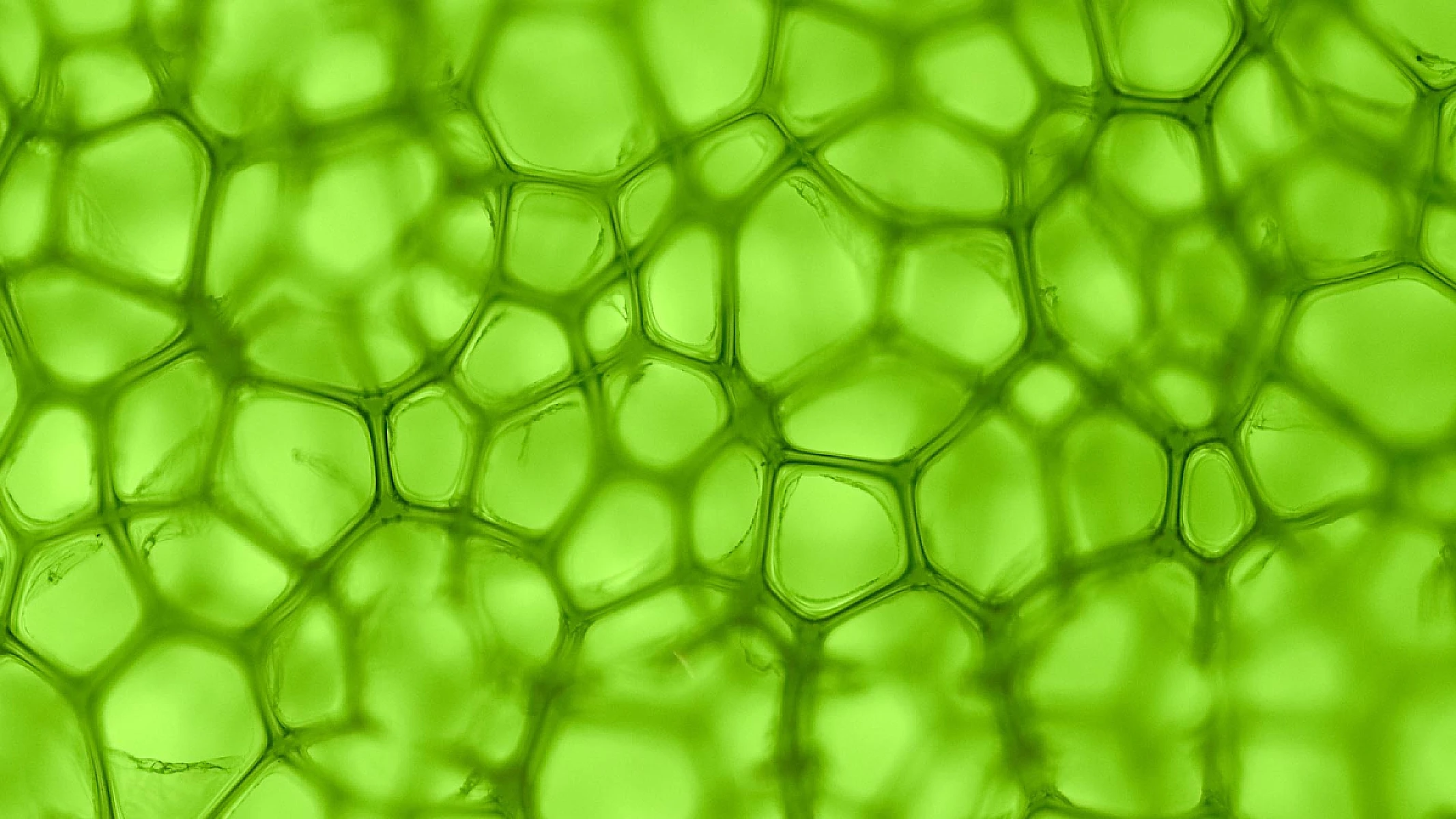 Groundbreaking Discovery: Animal Cells Powered by Sunlight/Chlorophyll