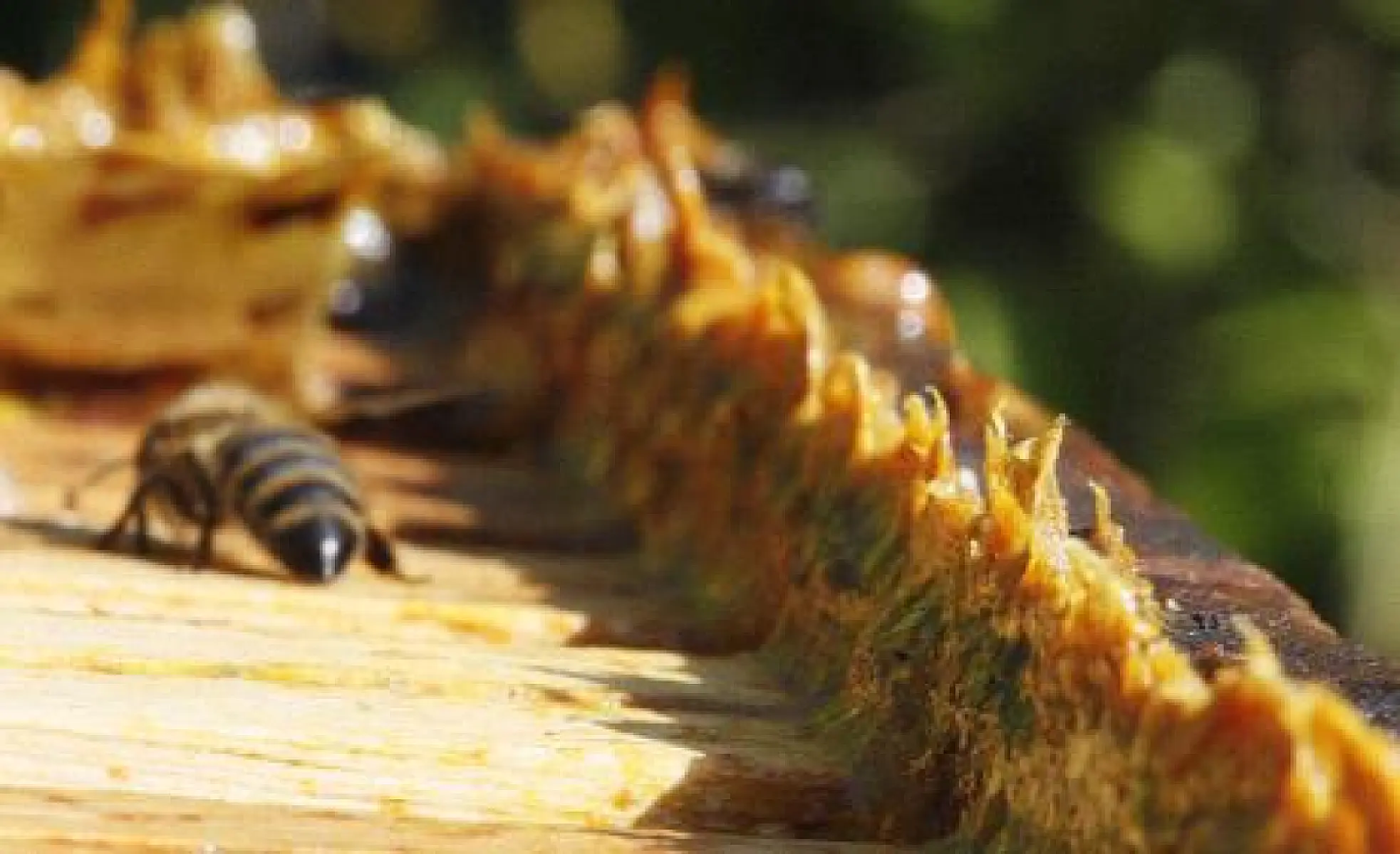 7 Health Benefits of Bee Propolis