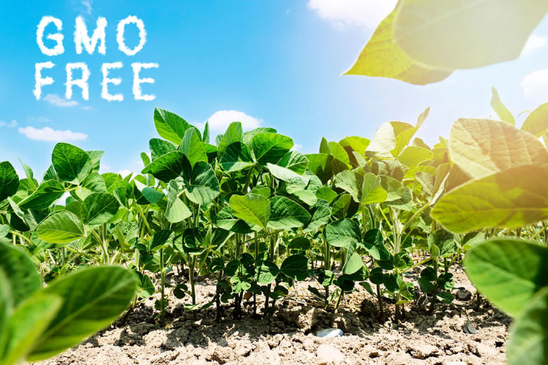 Monsanto's Losing Battle Against GMO Labeling
