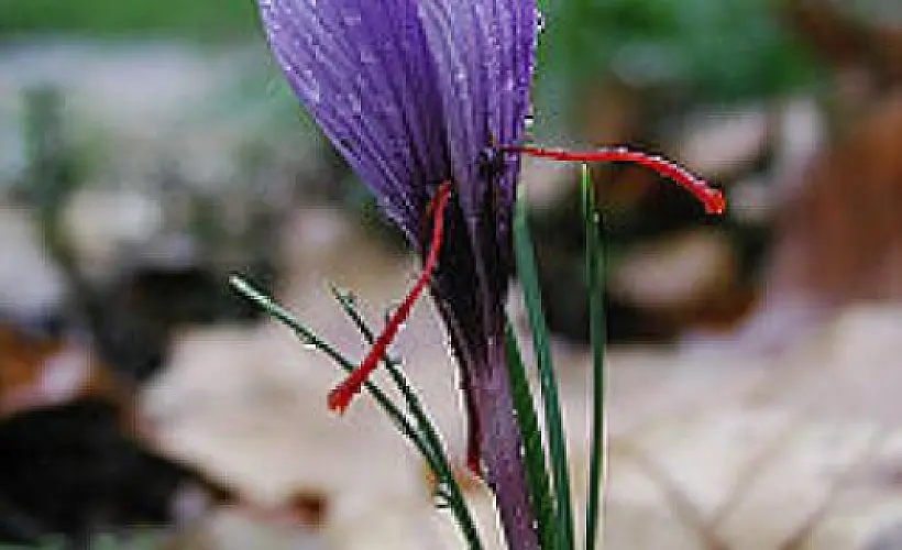 Saffron: Ancient Healing Powers Confirmed by Science
