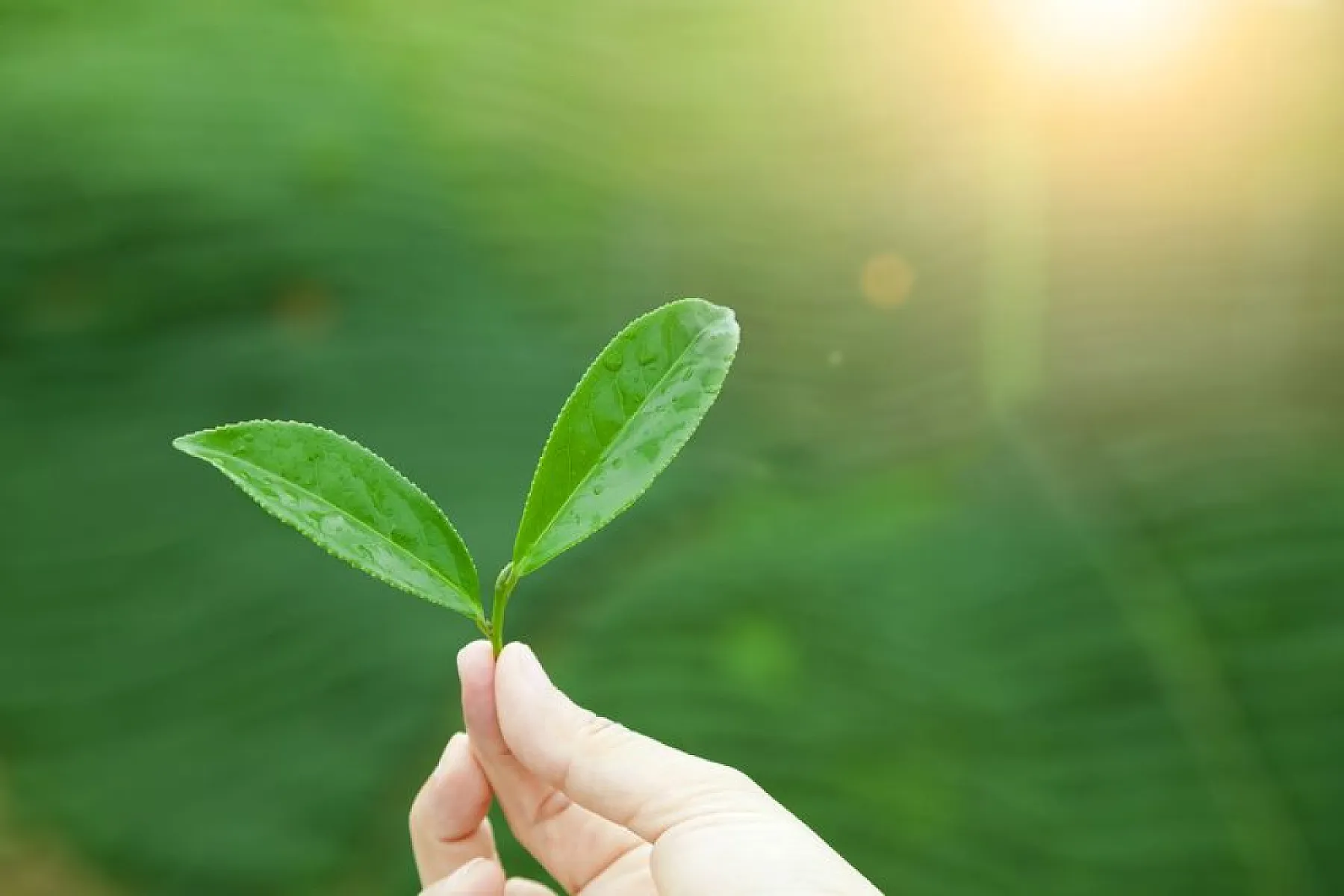 Can Humans Harvest The Sun's Energy Directly Like Plants? 