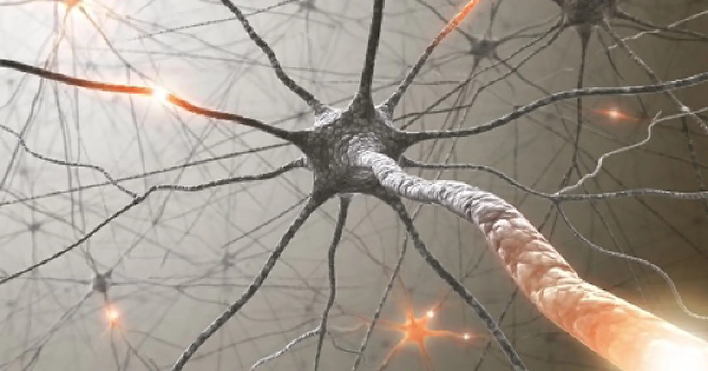 Oops! The Brain DOES Have An Immune System