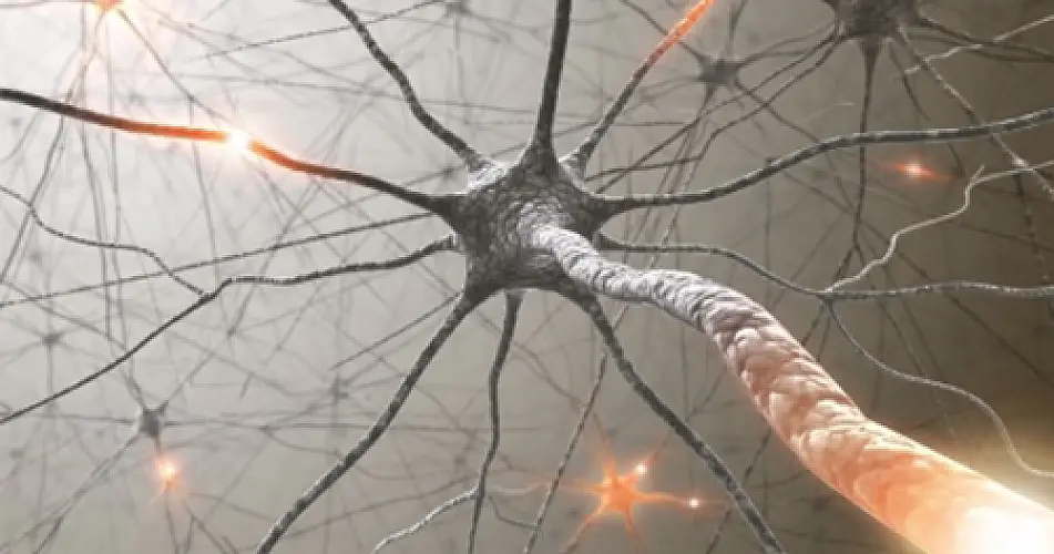 Oops! The Brain DOES Have An Immune System