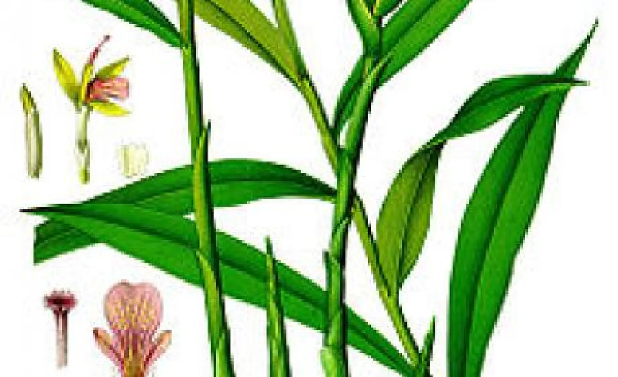 Ginger Reduces Tumors in Mice by 56%